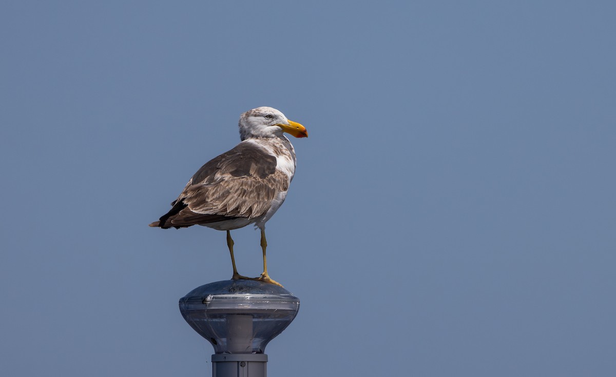 Pacific Gull - ML632712473