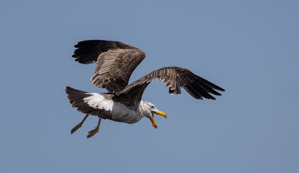 Pacific Gull - ML632712479