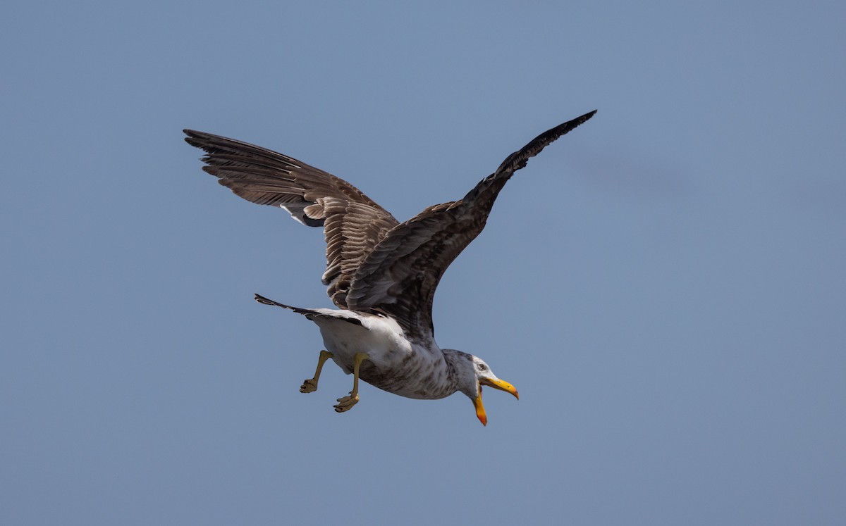 Pacific Gull - ML632712480