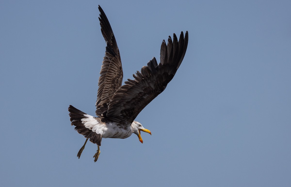 Pacific Gull - ML632712481