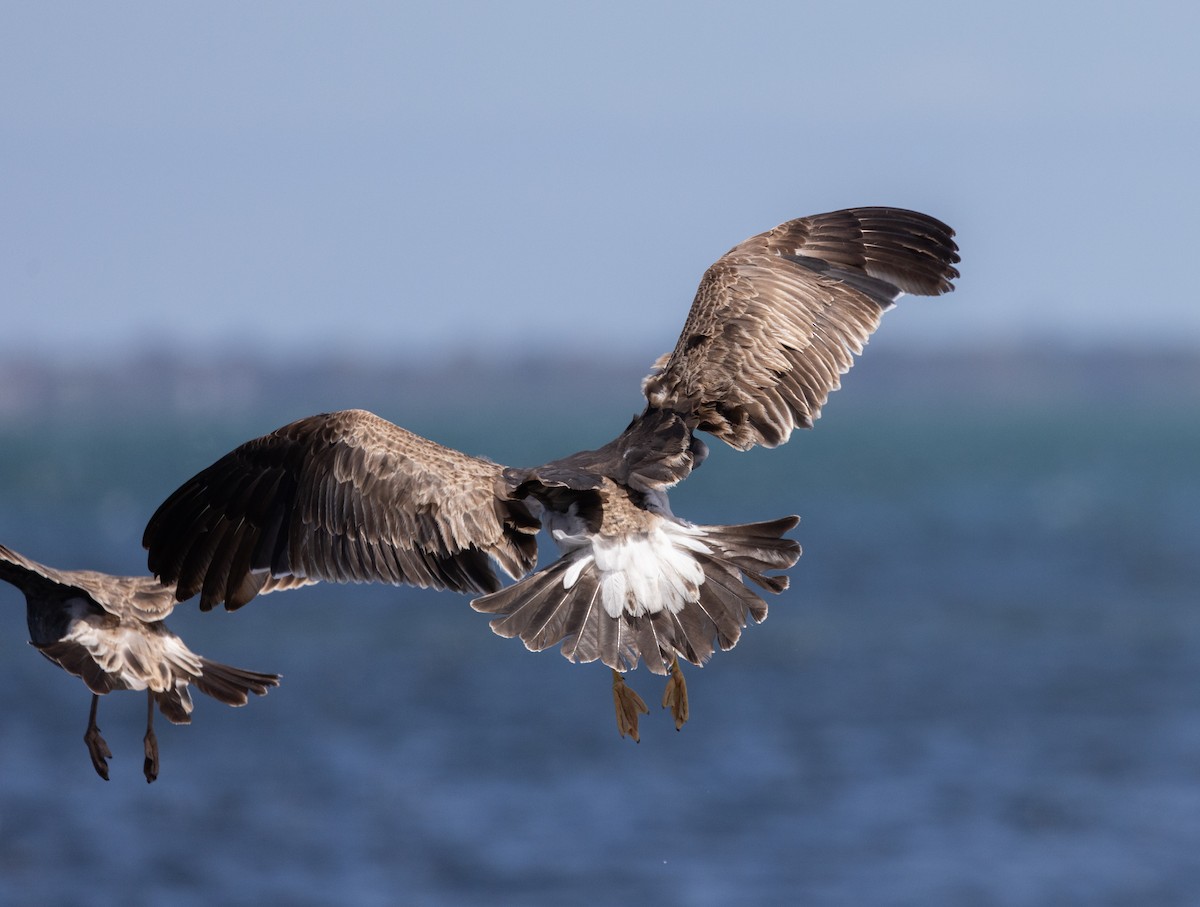 Pacific Gull - ML632712485