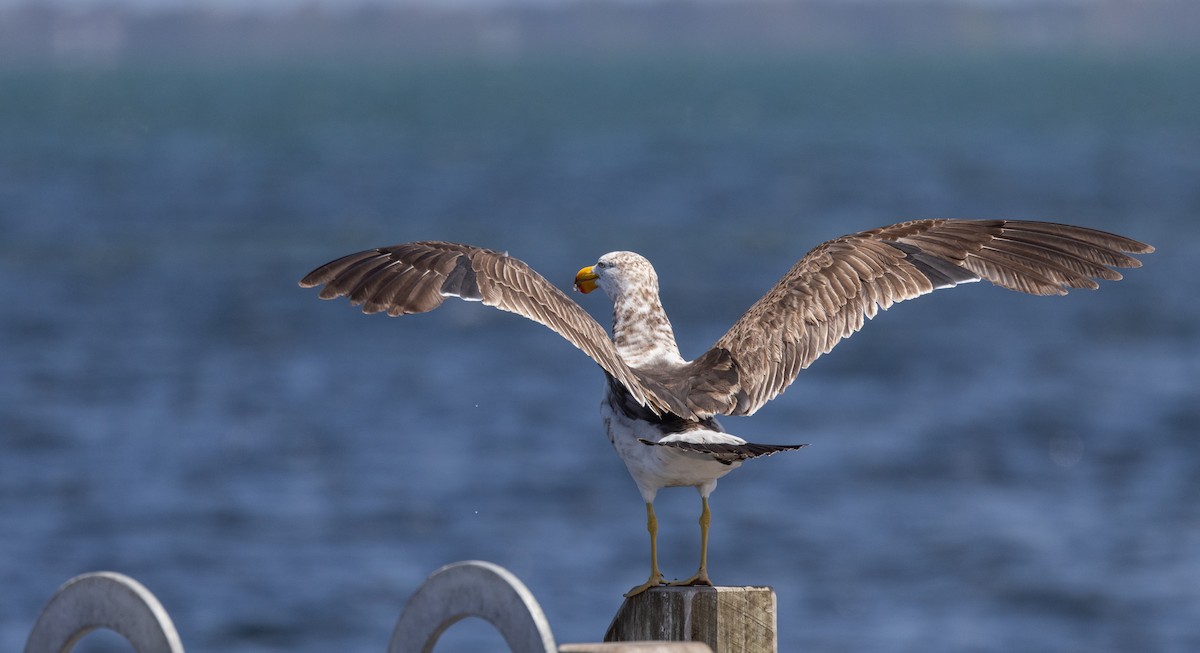 Pacific Gull - ML632712498