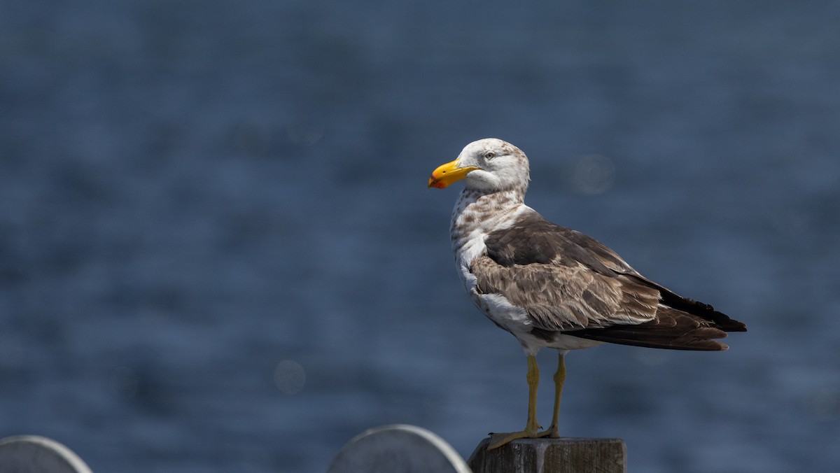 Pacific Gull - ML632712501