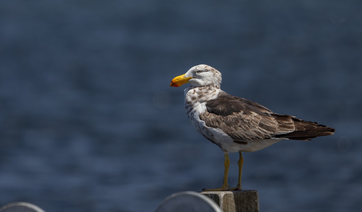Pacific Gull - ML632712510