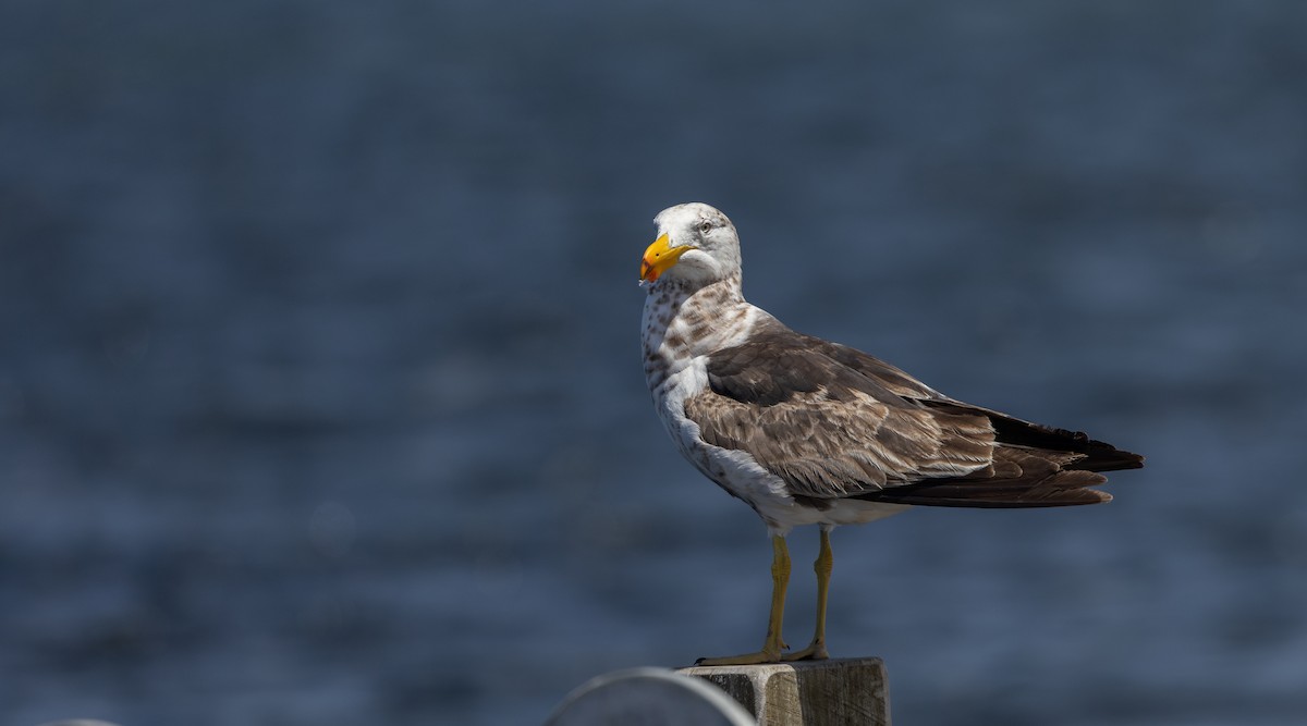 Pacific Gull - ML632712511