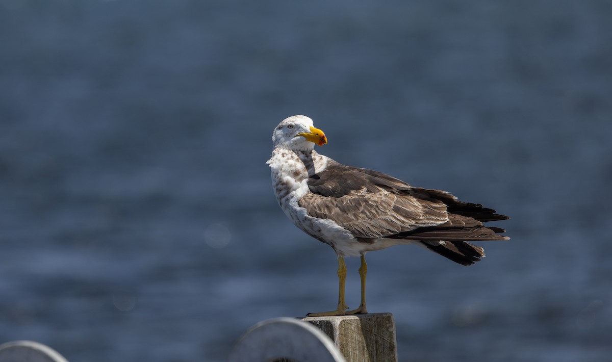 Pacific Gull - ML632712512
