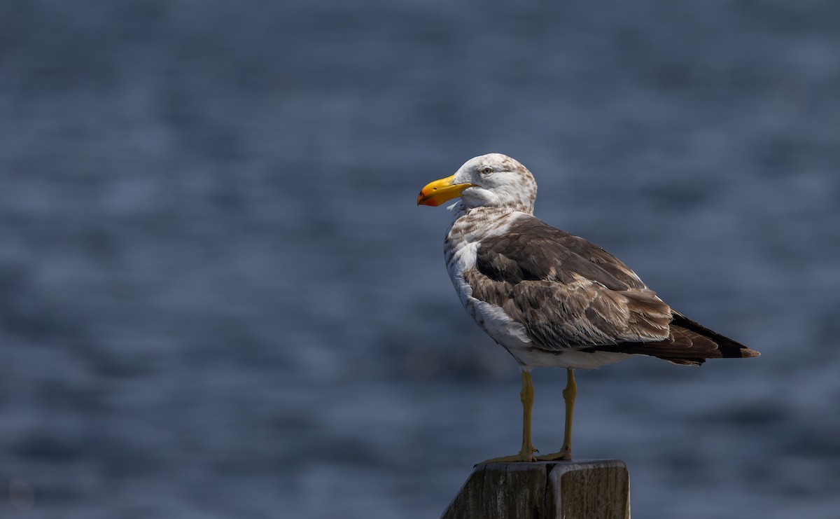 Pacific Gull - ML632712517