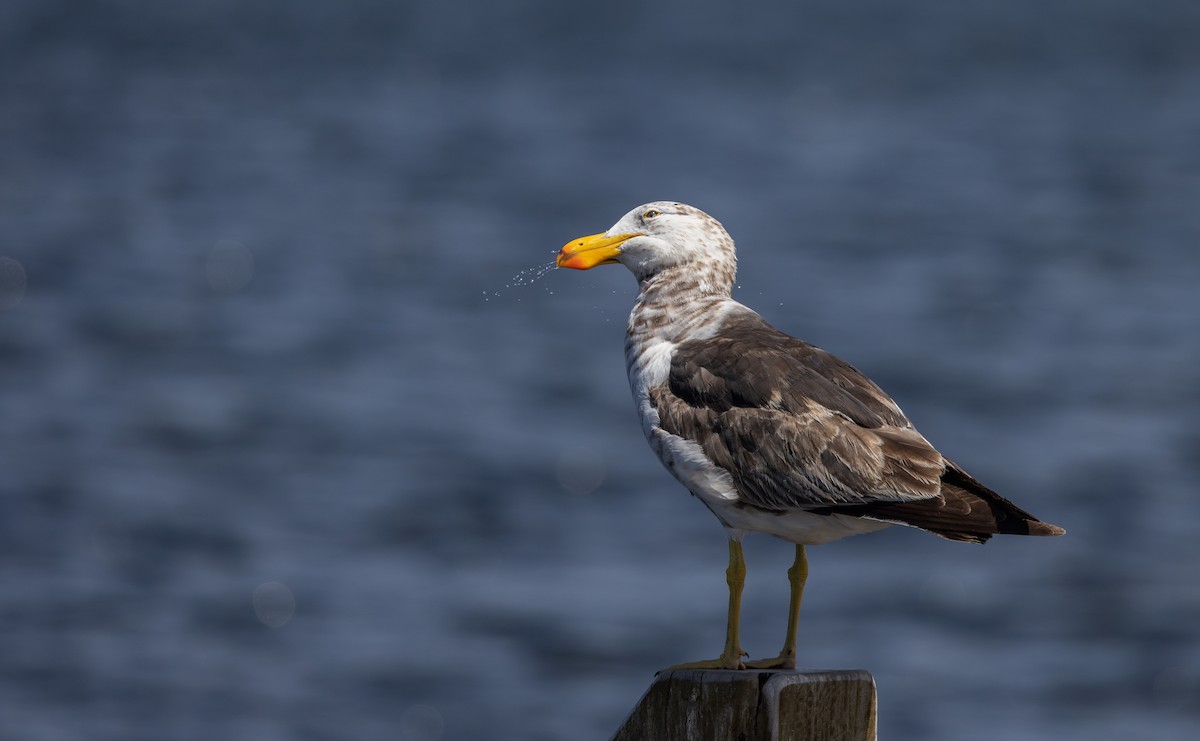 Pacific Gull - ML632712518