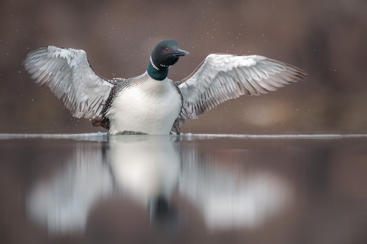 Common Loon - ML632712524