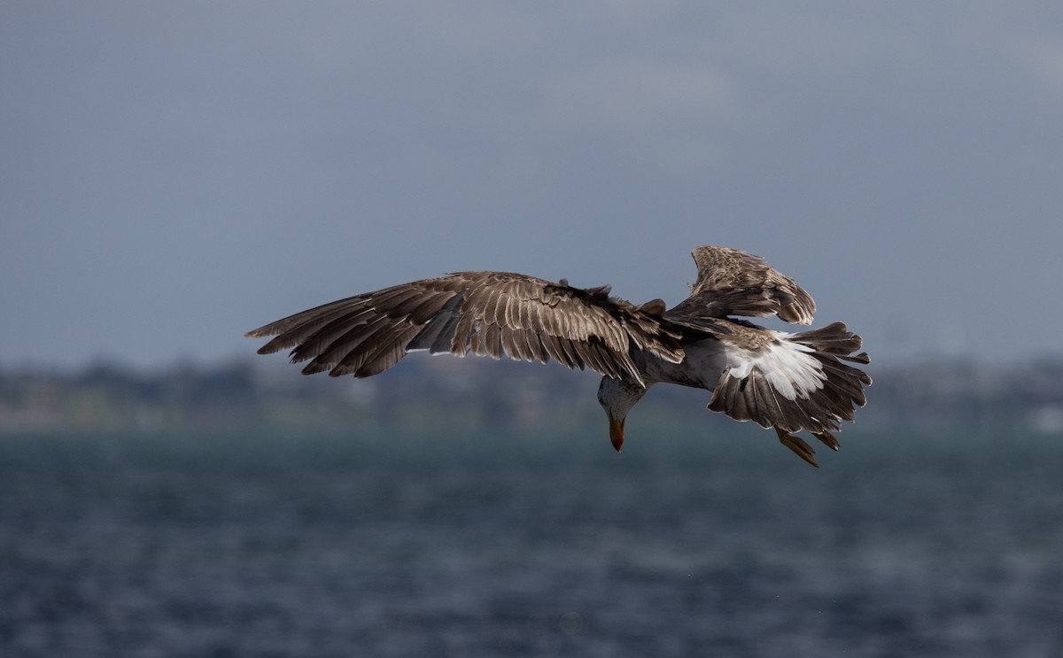 Pacific Gull - ML632712530
