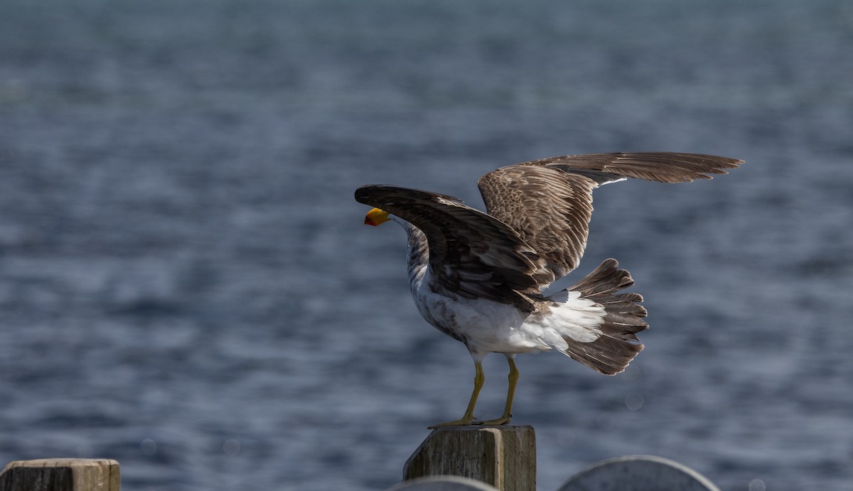 Pacific Gull - ML632712537