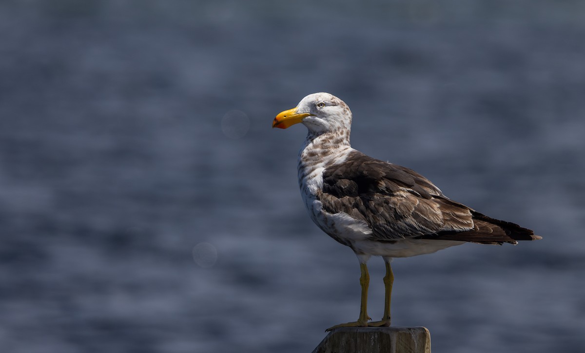 Pacific Gull - ML632712540