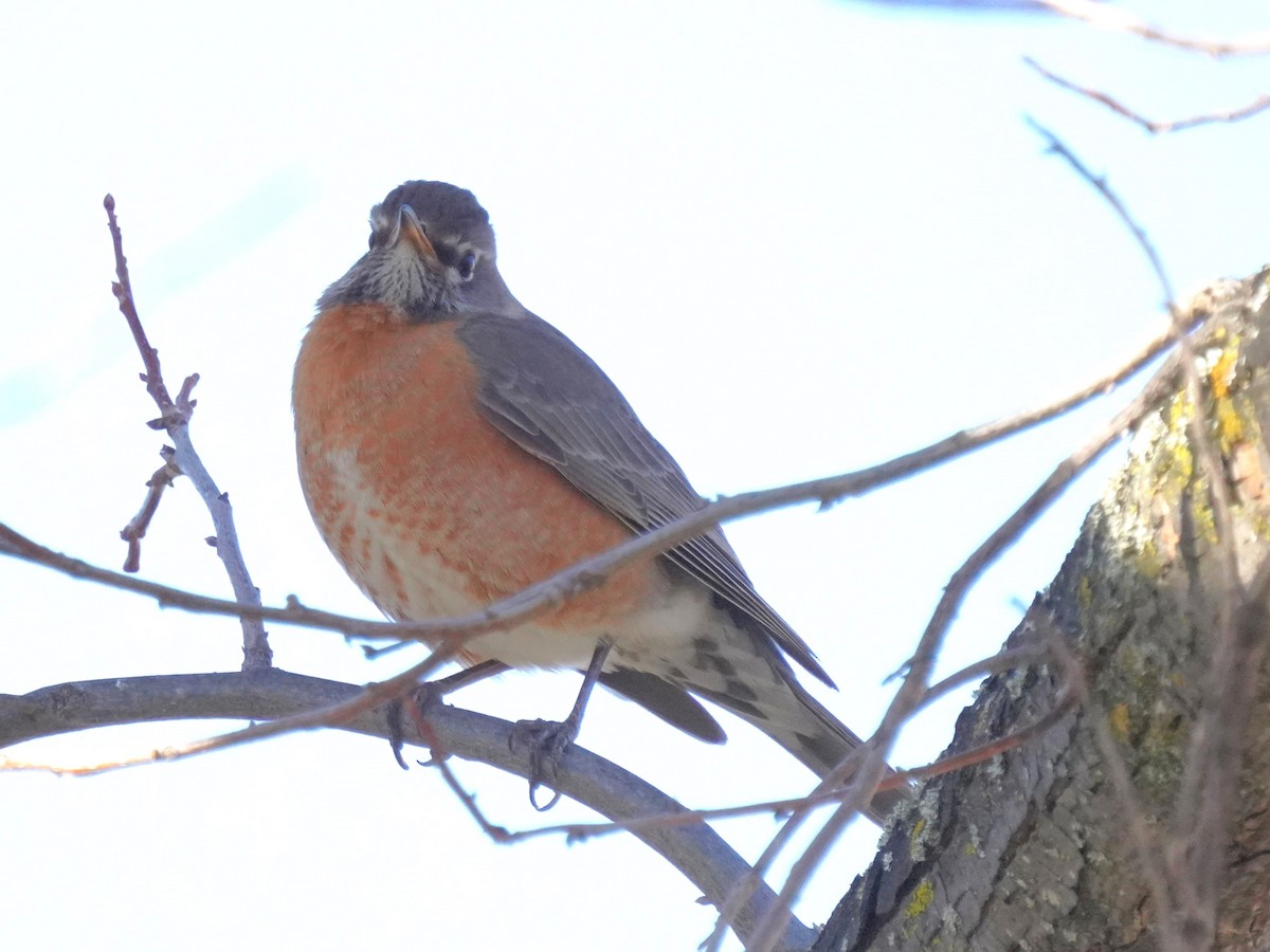 American Robin - ML632712642