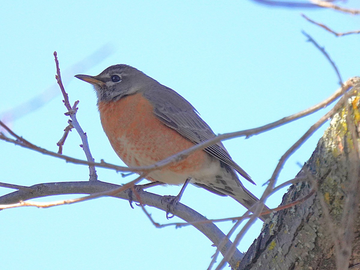 American Robin - ML632712643