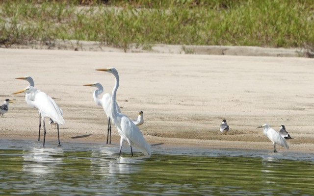 Great Egret - ML632712725