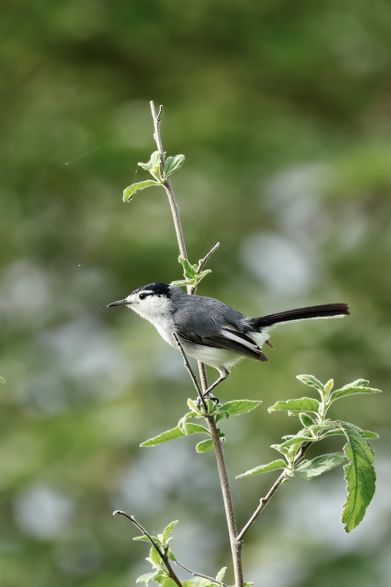 Marañon Gnatcatcher - ML632712802