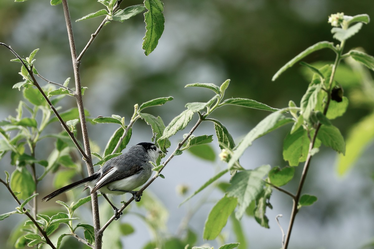 Marañon Gnatcatcher - ML632712894