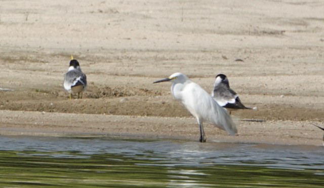 Snowy Egret - ML632712908