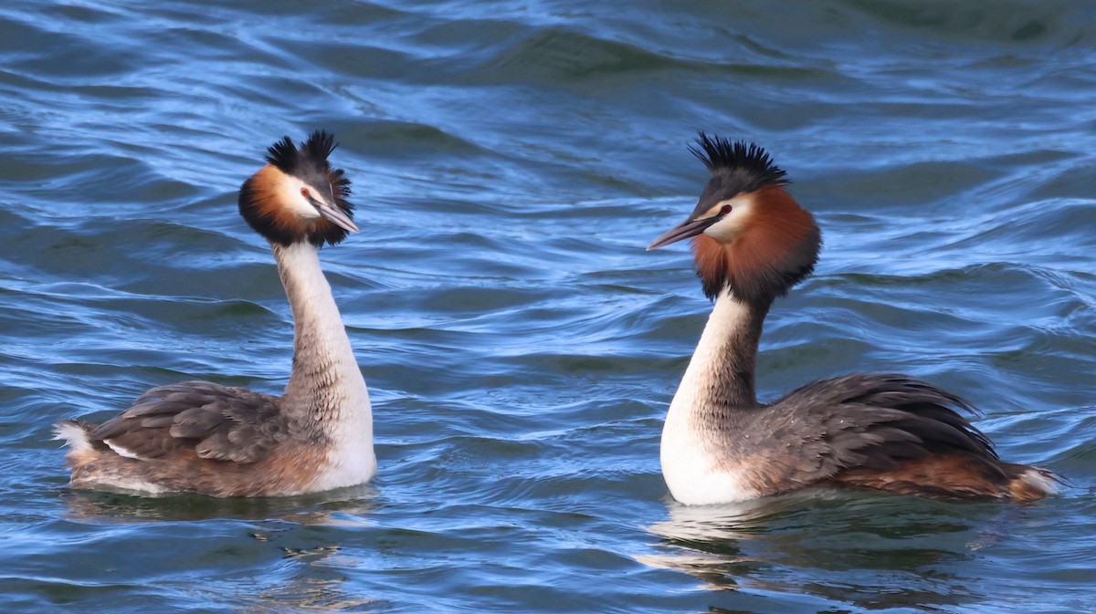 Great Crested Grebe - ML632713011