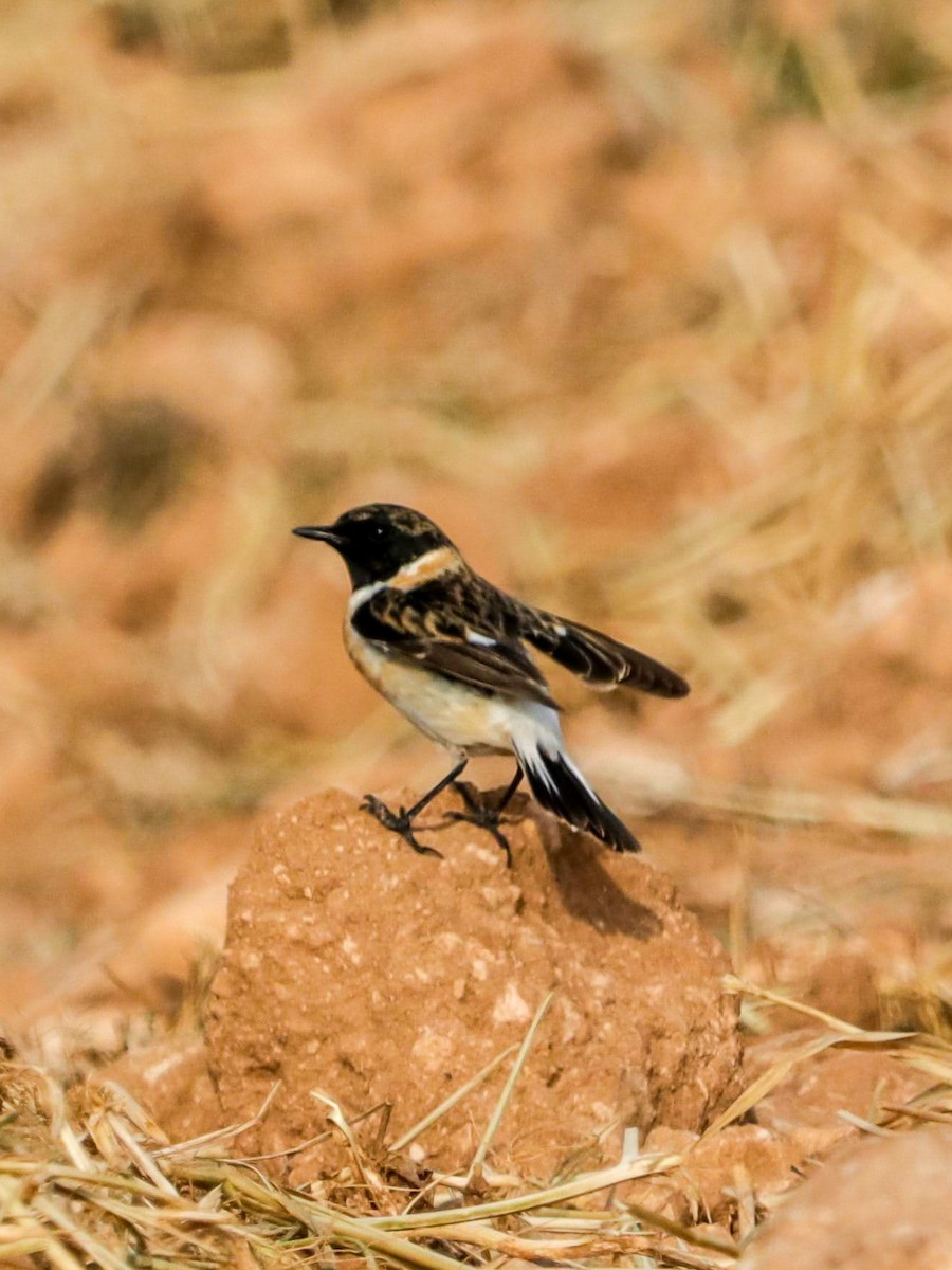 Siberian Stonechat (Siberian) - ML632713042