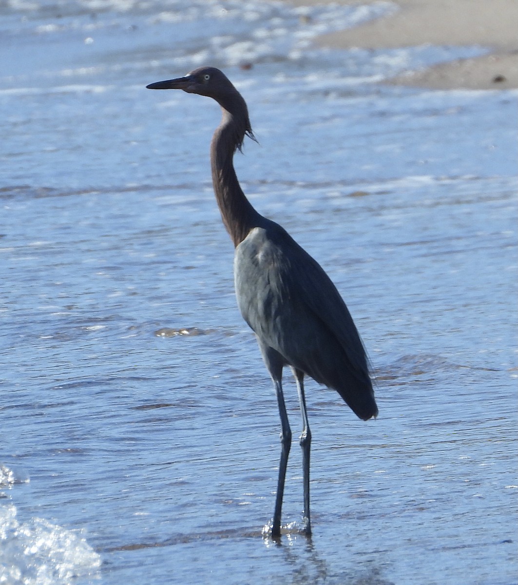 Little Blue Heron - ML632713567