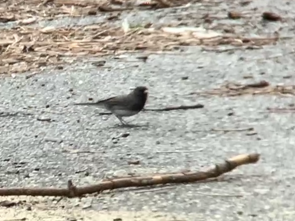 Dark-eyed Junco - ML632713590