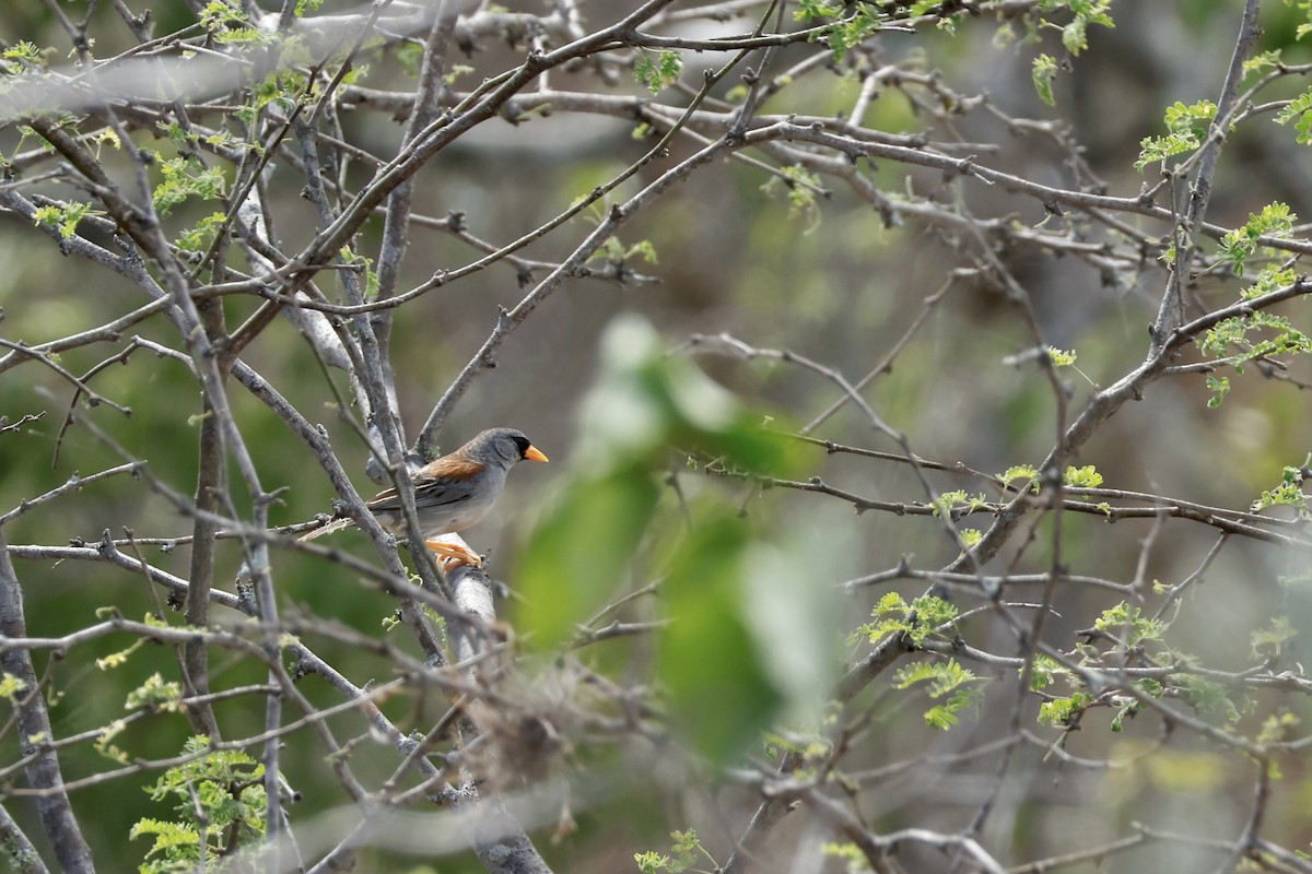 Little Inca-Finch - ML632713613