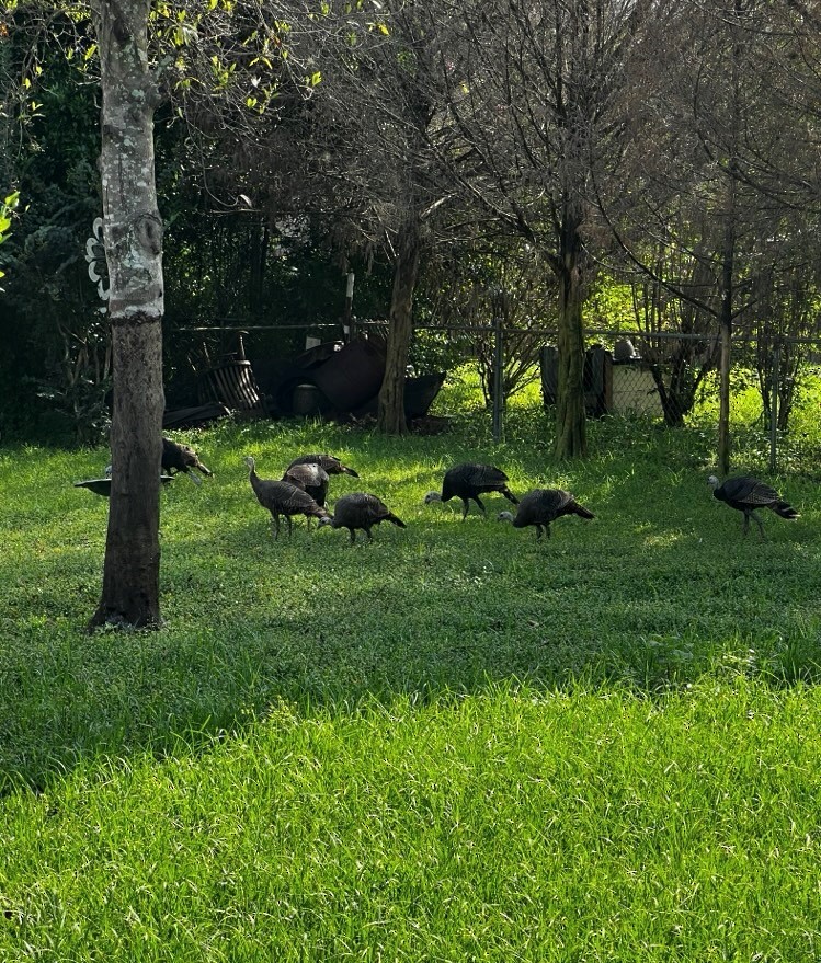 Wild Turkey - ML632713886