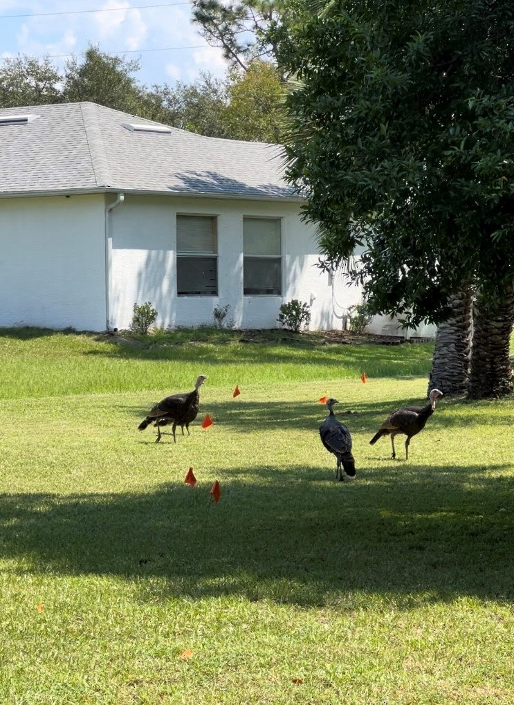 Wild Turkey - ML632713888