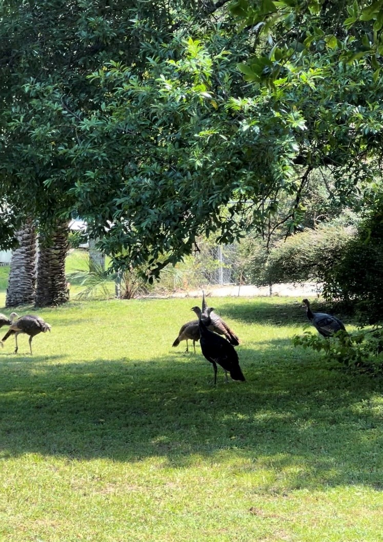 Wild Turkey - ML632713890