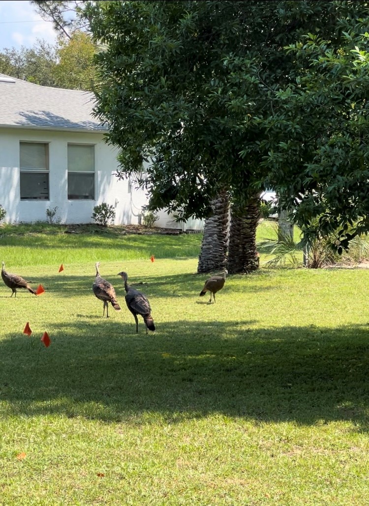 Wild Turkey - ML632713896