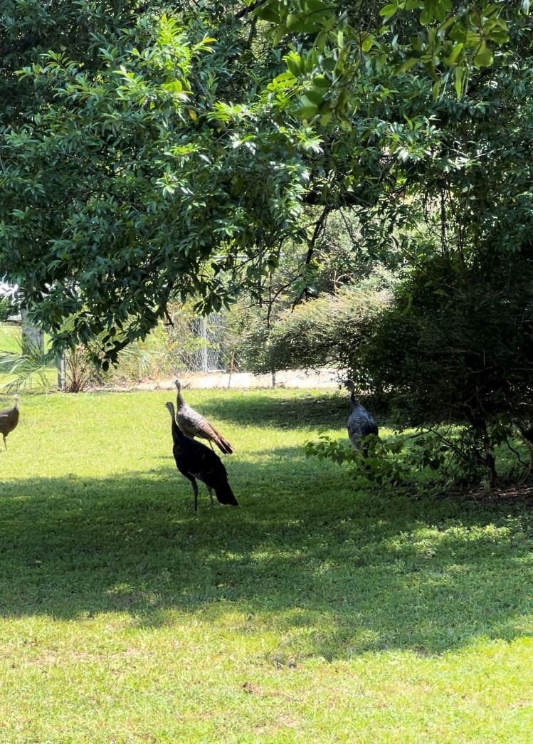 Wild Turkey - ML632713897