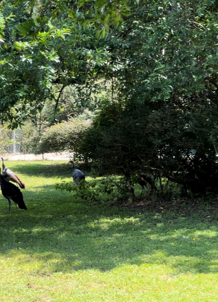 Wild Turkey - ML632713898