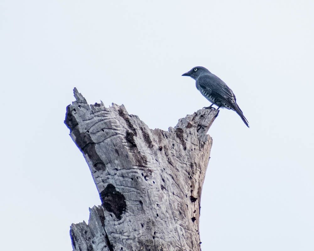 Bar-bellied Cuckooshrike - ML632714048