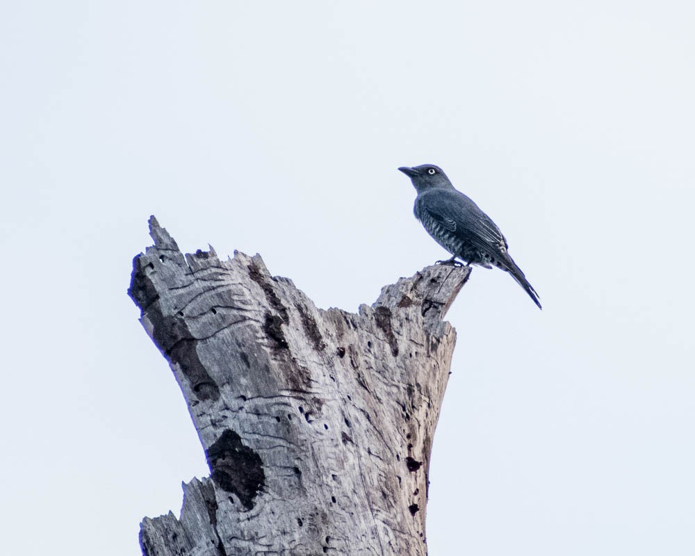 Bar-bellied Cuckooshrike - ML632714049