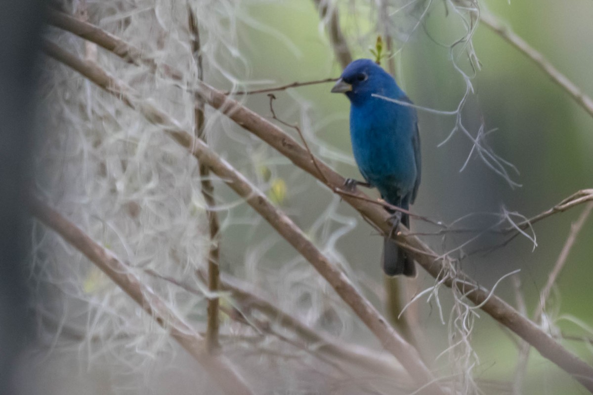 Indigo Bunting - ML632714239