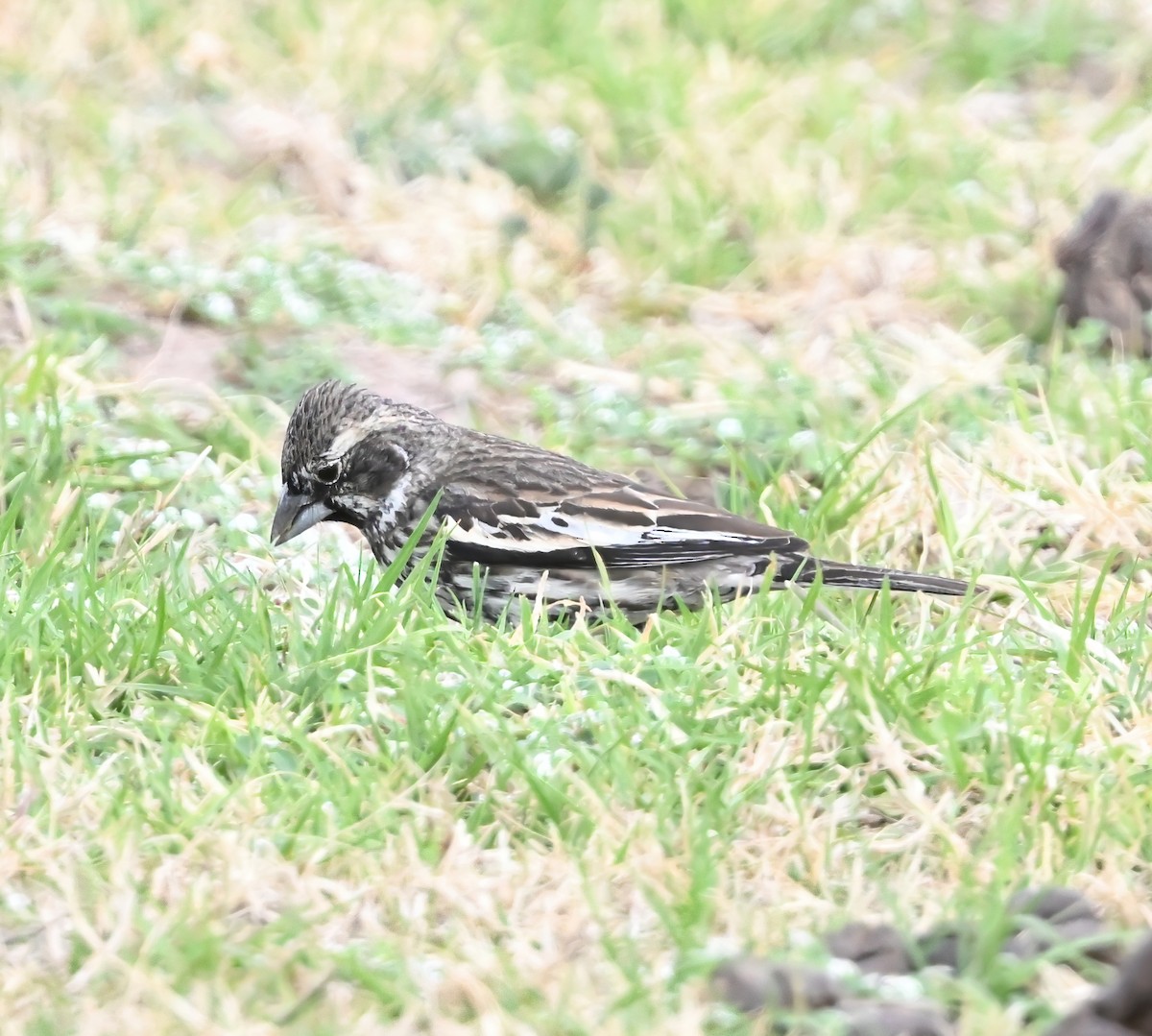 Lark Bunting - ML632714242