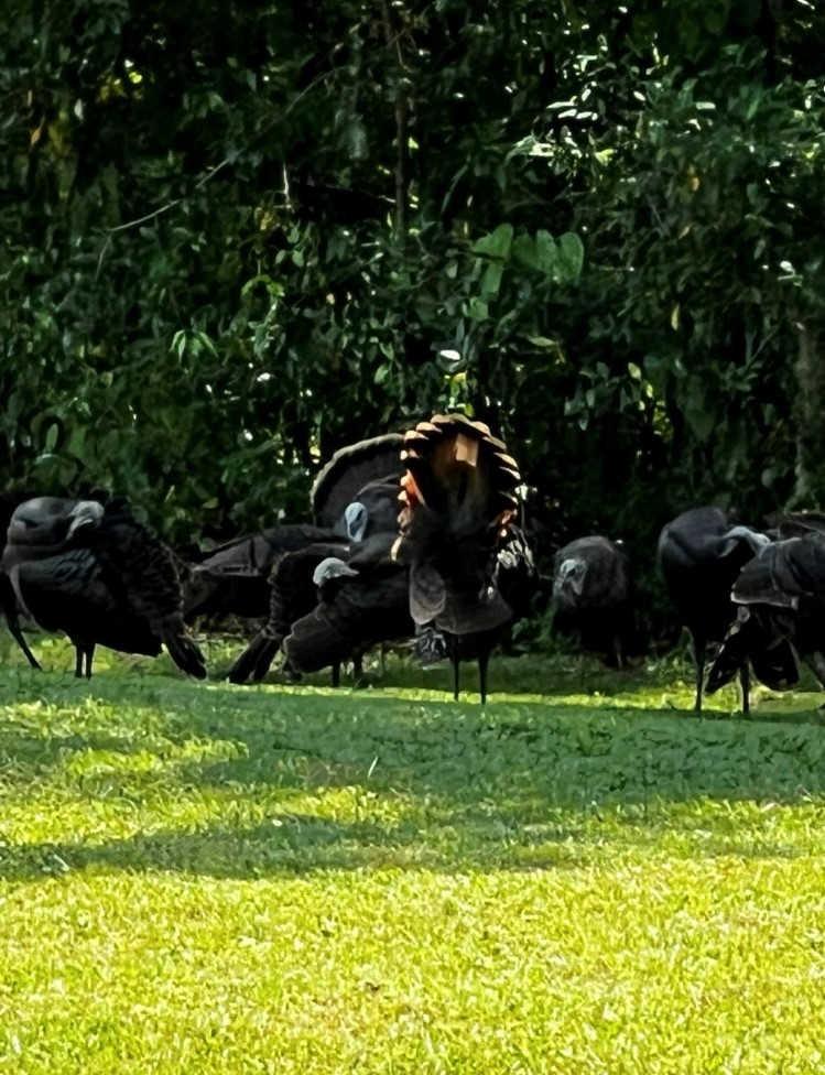 Wild Turkey - ML632714286