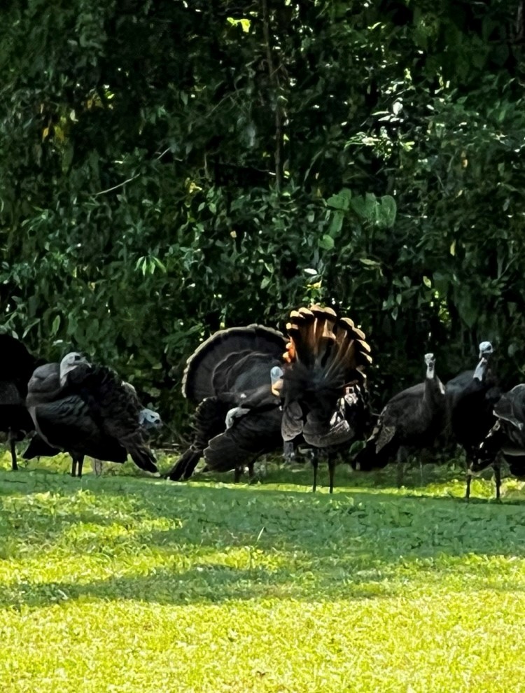 Wild Turkey - ML632714329