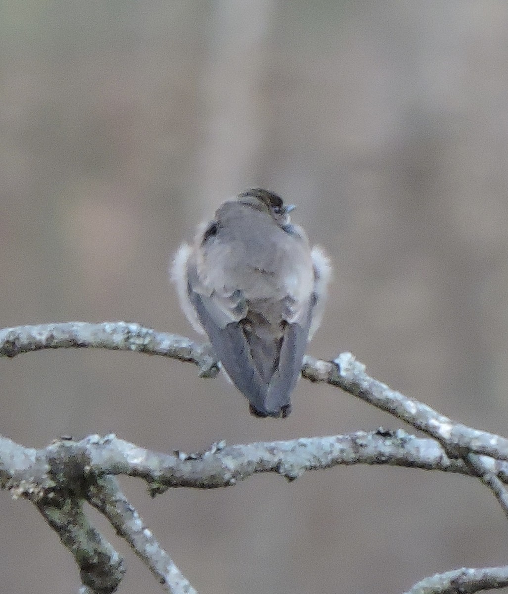 Northern Rough-winged Swallow - ML632714338