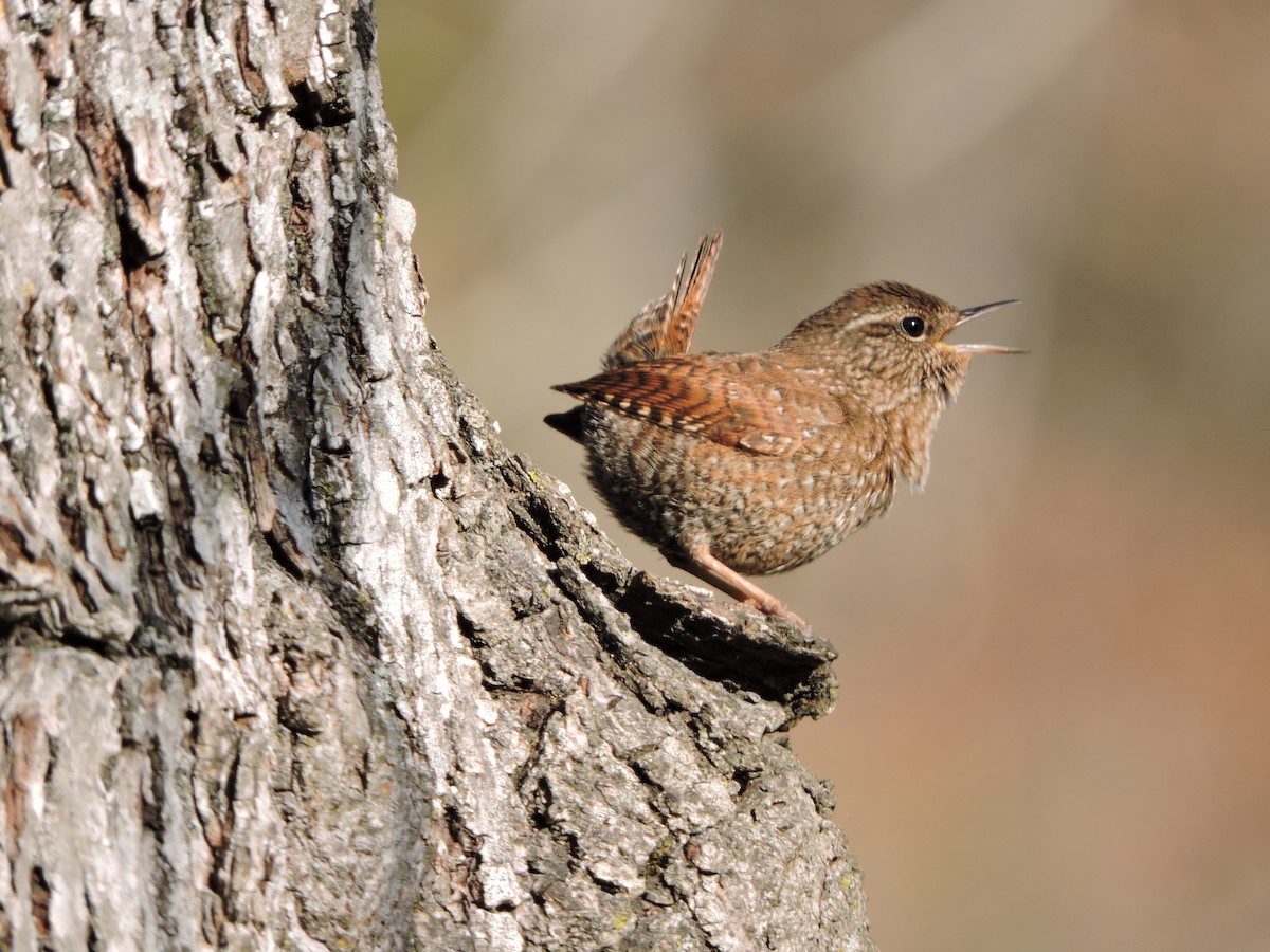 Winter Wren - ML632714346