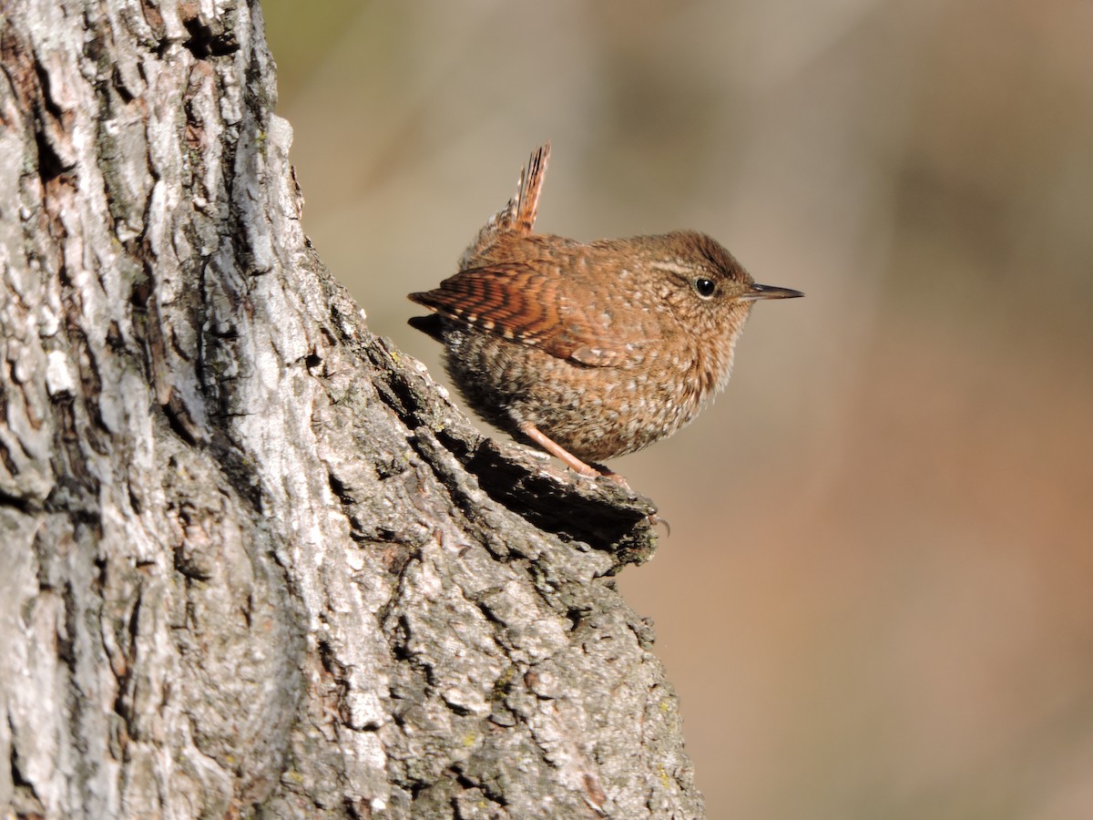 Winter Wren - ML632714347