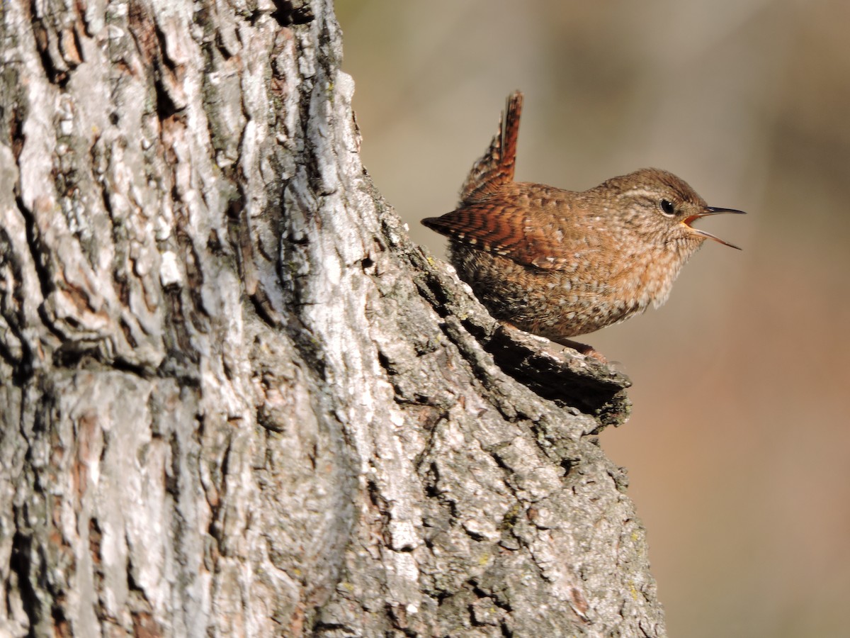 Winter Wren - ML632714348