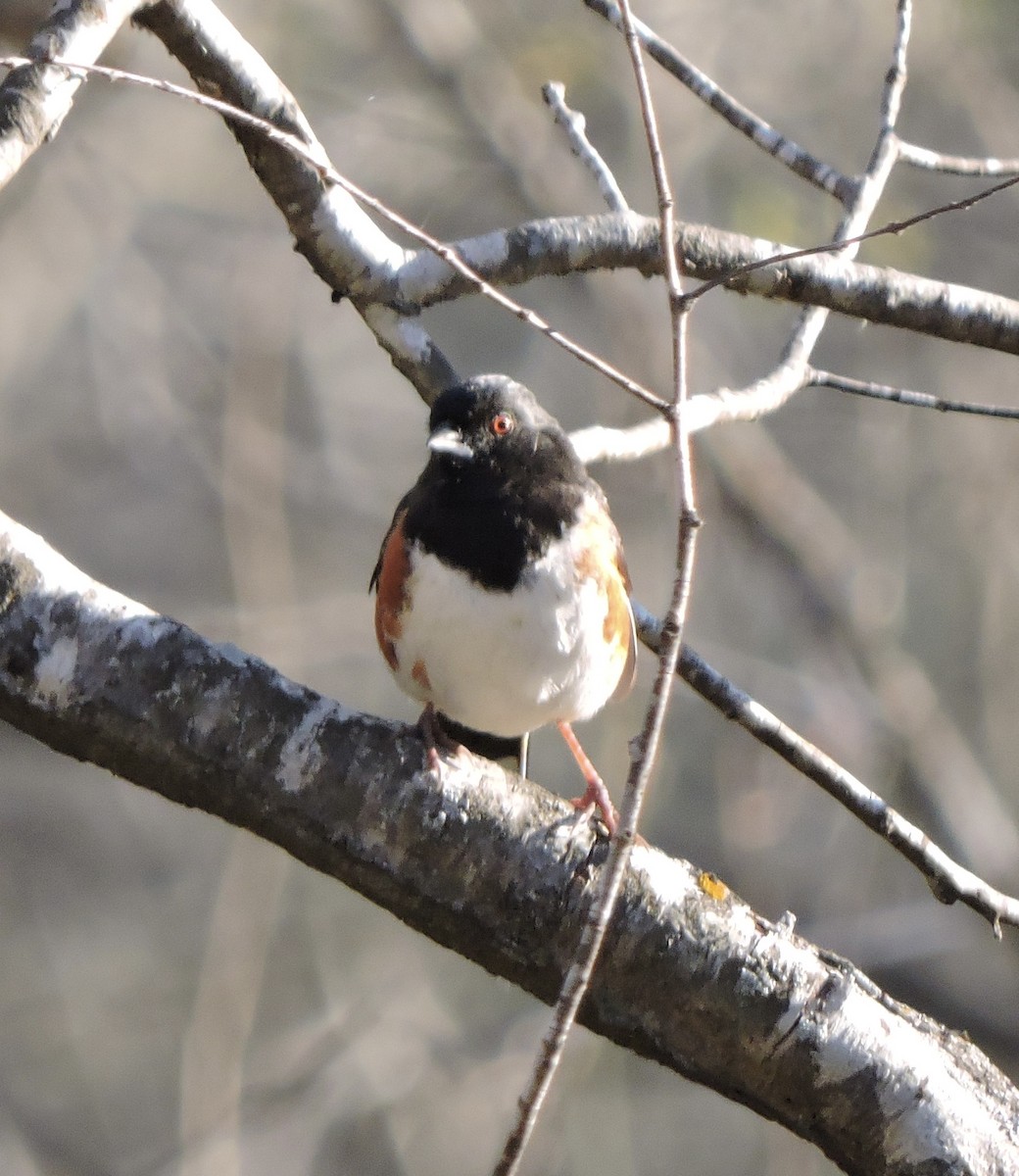 Eastern Towhee - ML632714352
