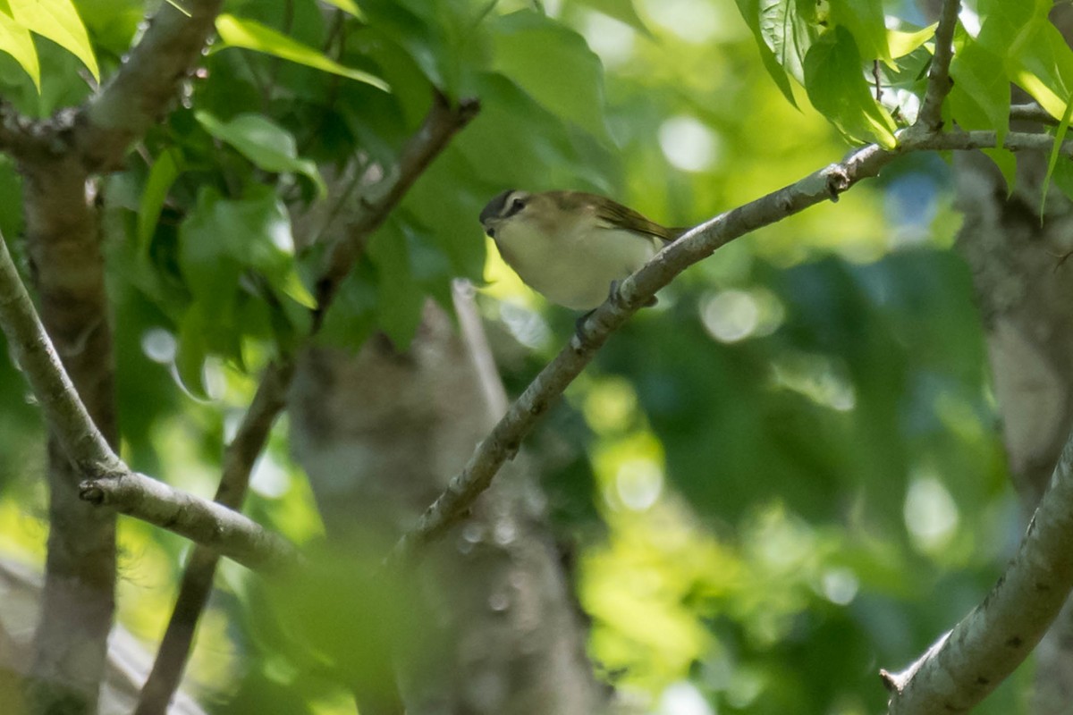 Red-eyed Vireo - ML632714403