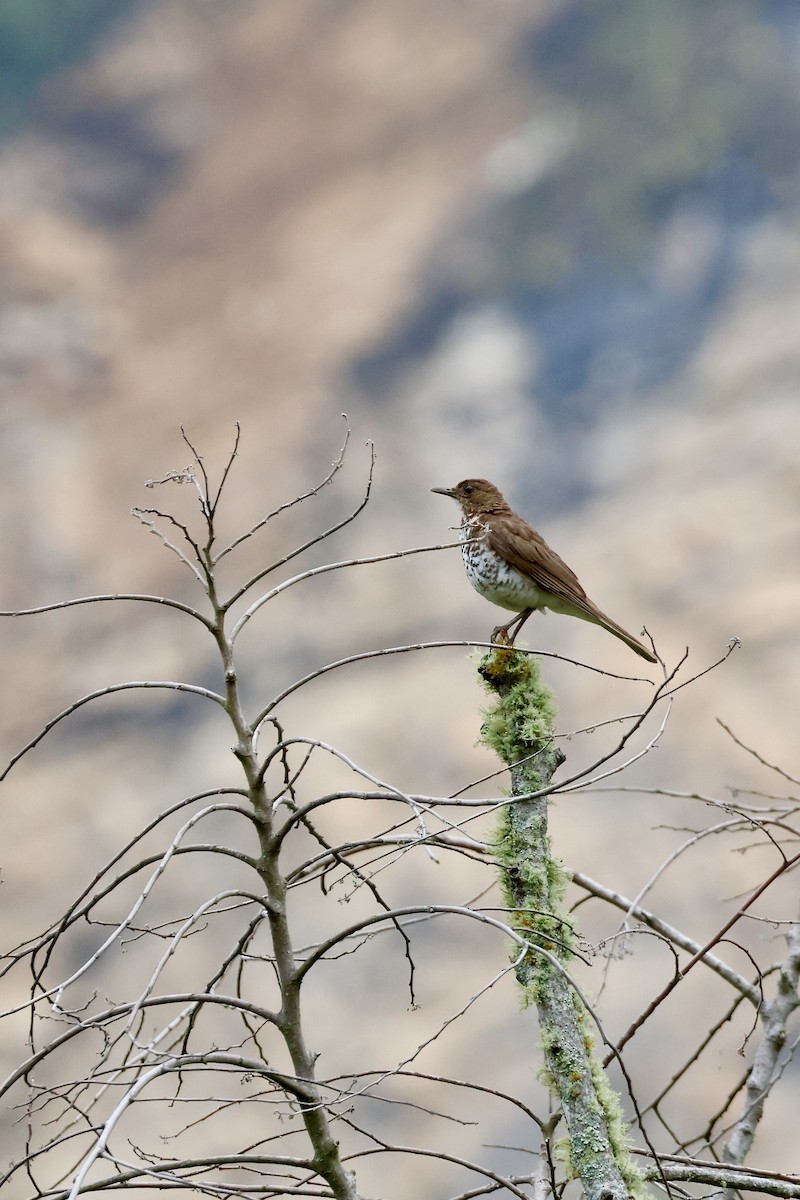Marañon Thrush - ML632714446