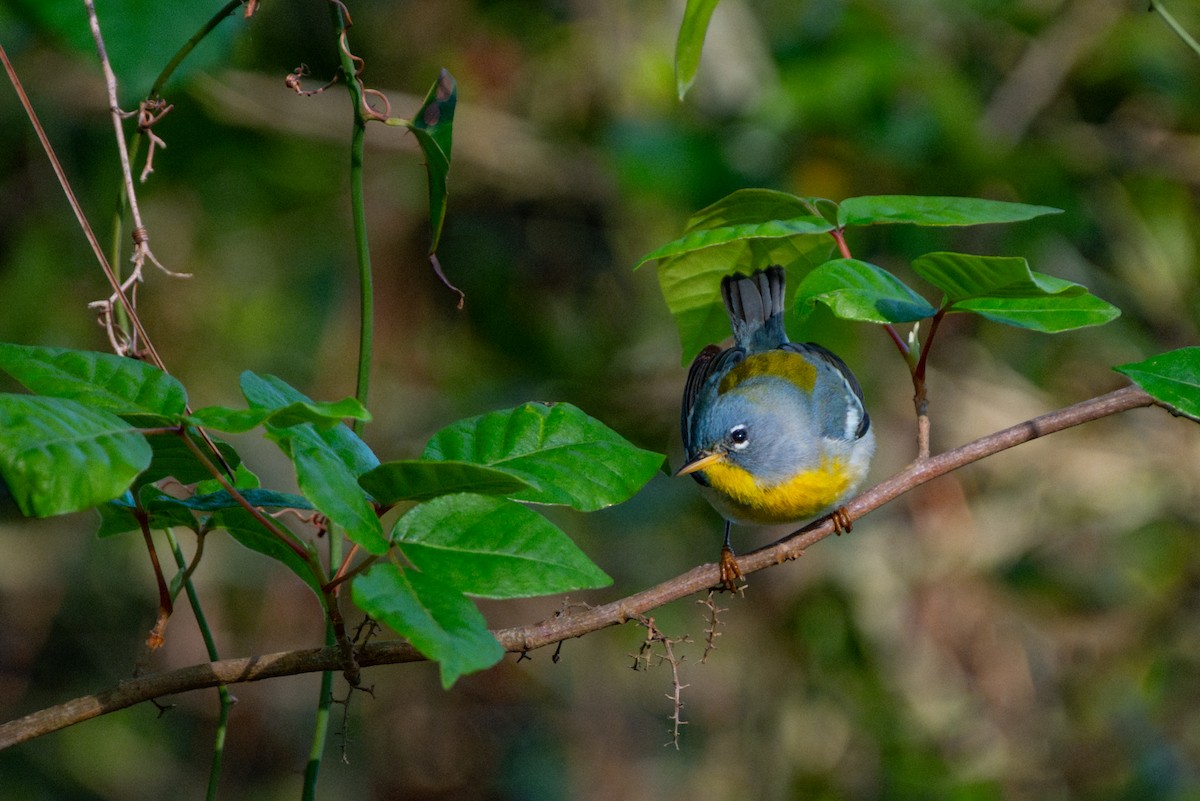 Northern Parula - ML632714483