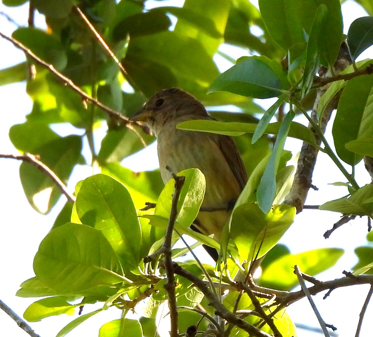 Indigo Bunting - ML632714541