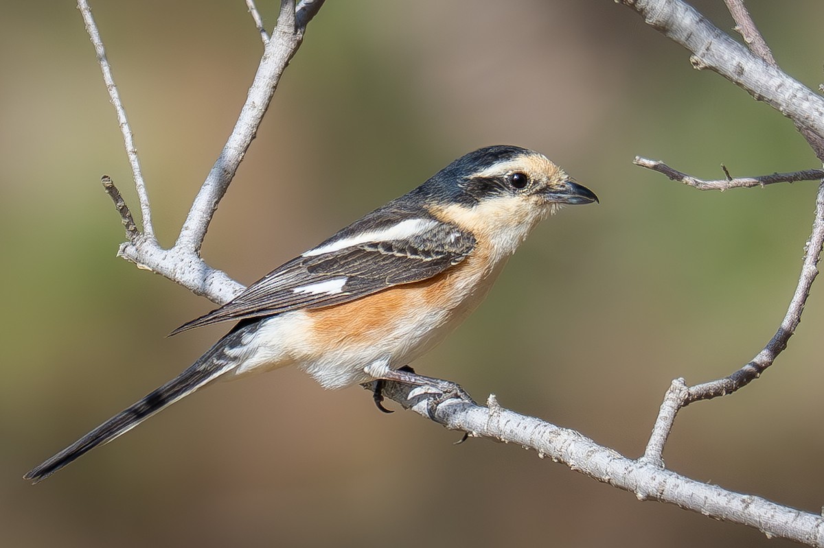 Masked Shrike - ML632714596