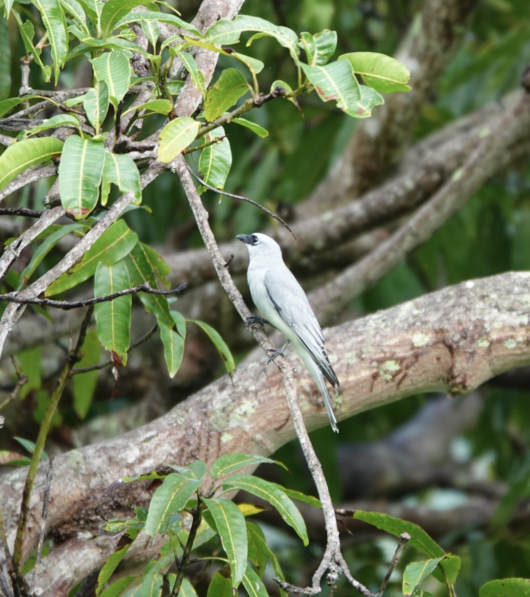 White-bellied Cuckooshrike - ML632714609
